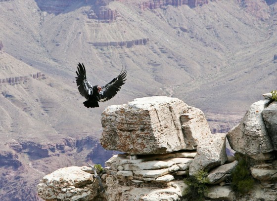 Image: CONDOR
